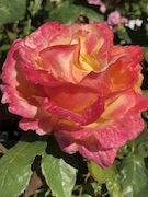 A pink and gold rose